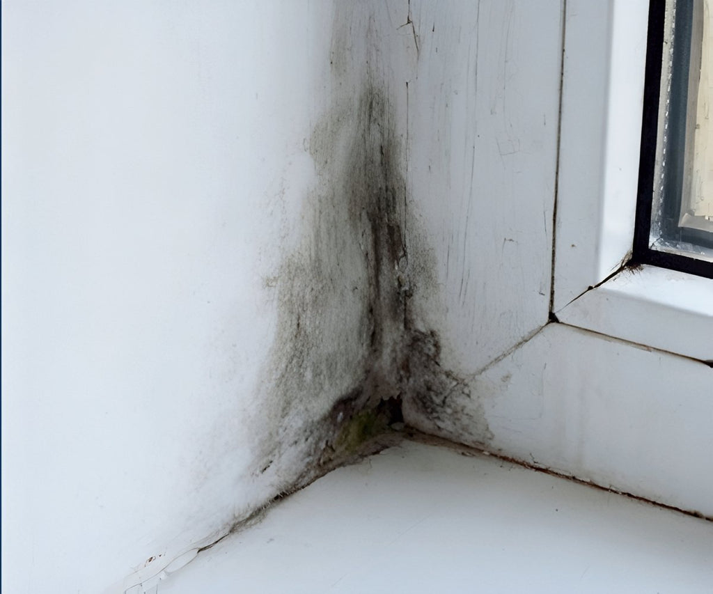 Starlyf Mold Erase 2x1 a 49,99€